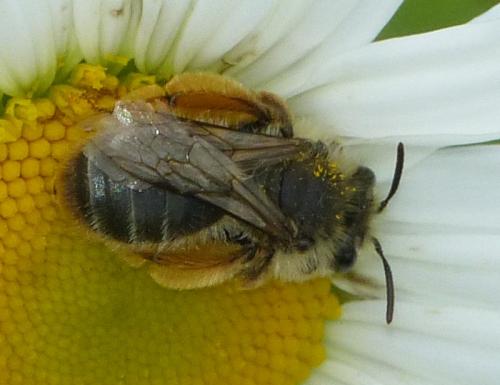 Réf. 332 896 : Andrena sp.